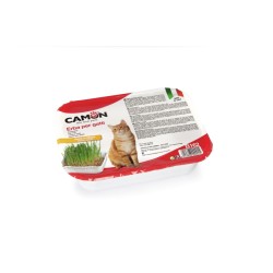 Herbe chat "orge" 130g